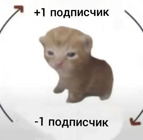 Котёнок и подписчики