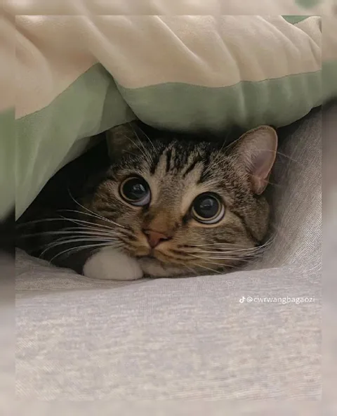 Котик выглядывает из-под одеяла