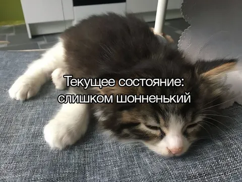 Слишком сонненький кот