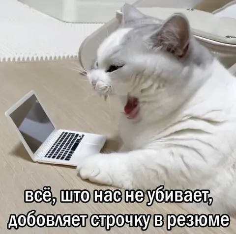 Кот добавляет строчку в резюме