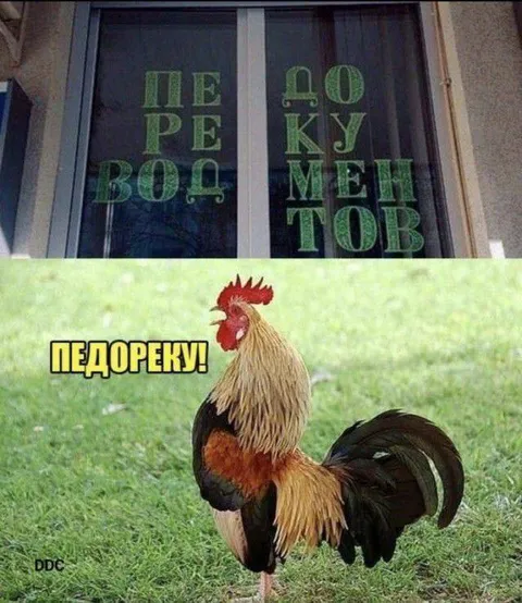 Петух кричит «Педореку!»