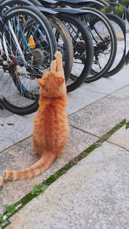 Кот чинит велосипед лапой
