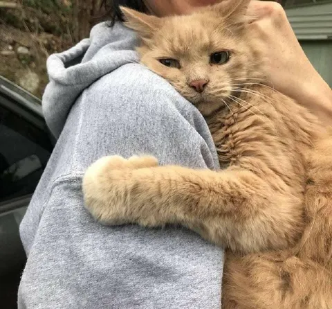 Кот крепко обнимает хозяина