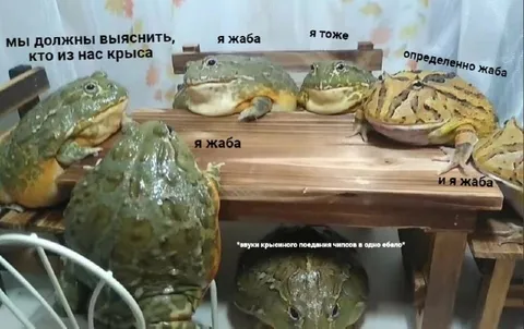 Кто из нас крыса