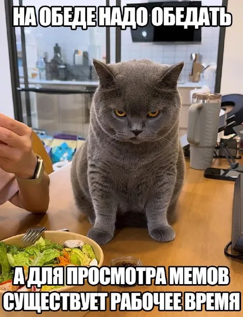 Кот пришёл обедать мемы
