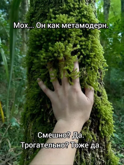 Мох как метамодерен