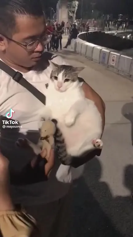 Кот обнимает игрушку