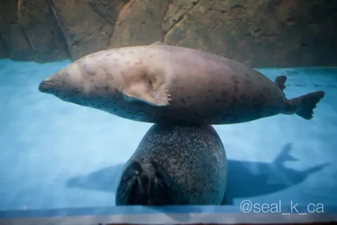 Тюлень на тюлене