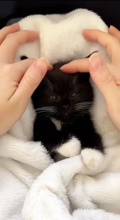 Котёнок в белом коконе