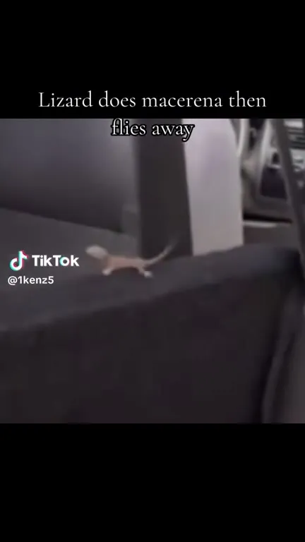 Lizard Does Macerena Then Flies Away
