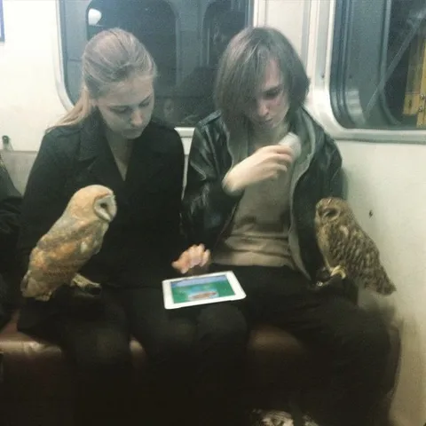 Девушки с совами в метро