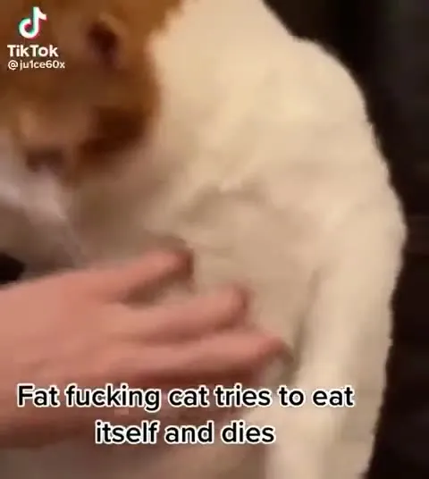 Fat Cat Eats Itself
