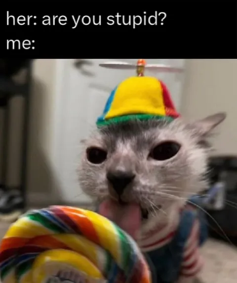 Are You Stupid Cat