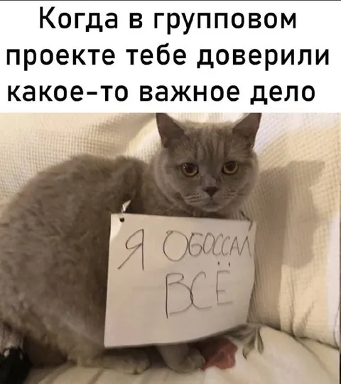 Кот отвечает за всё