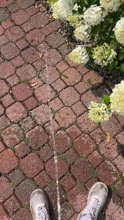Peeing on the Wrong House