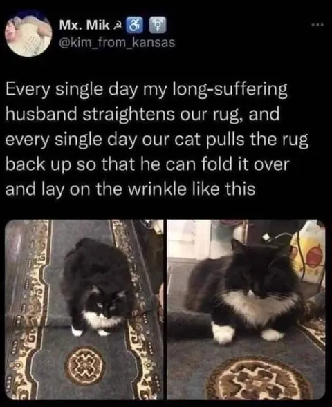 Cat Wrinkles the Rug