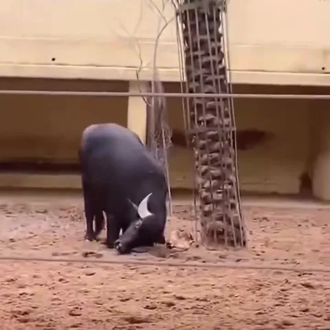 Бык идёт на зрителей