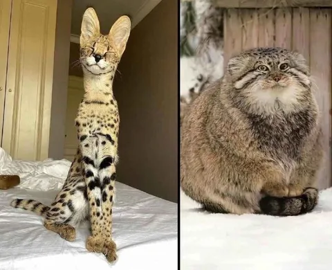 Кот до и после зимы