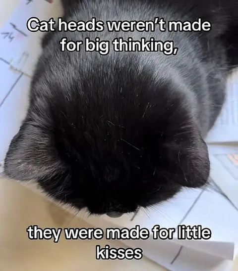 Cat Heads Made for Little Kisses
