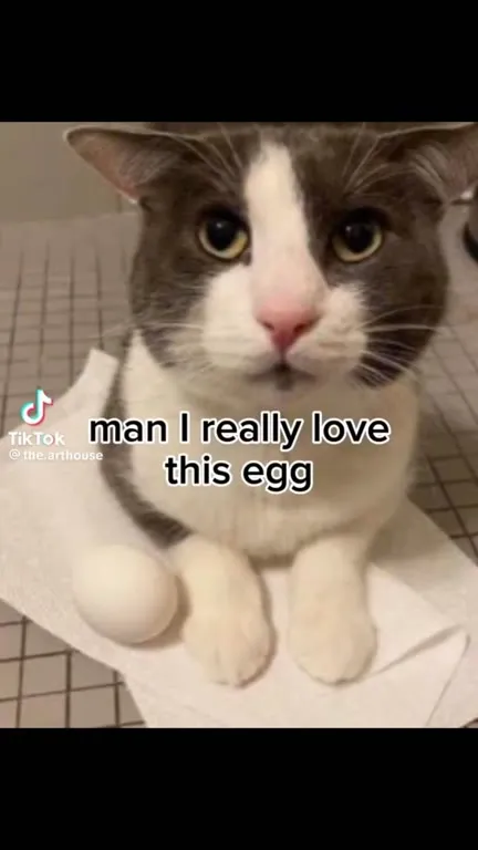 Cat Loves an Egg