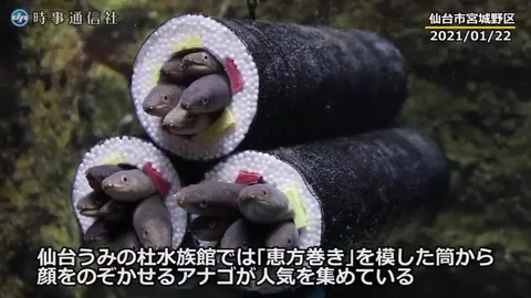 ウツボの寿司ロール水槽