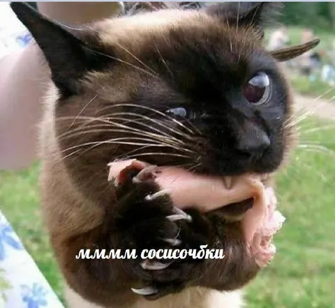 Котик с сосисочкой