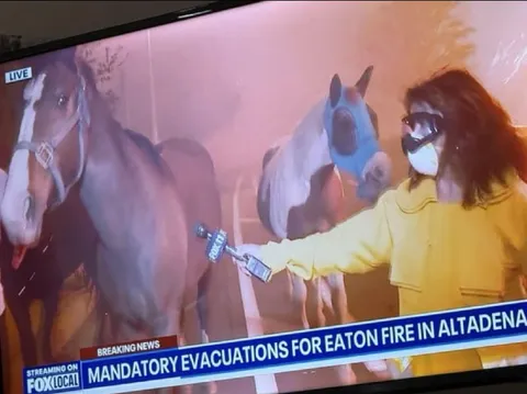 Horse Mask Evacuation News