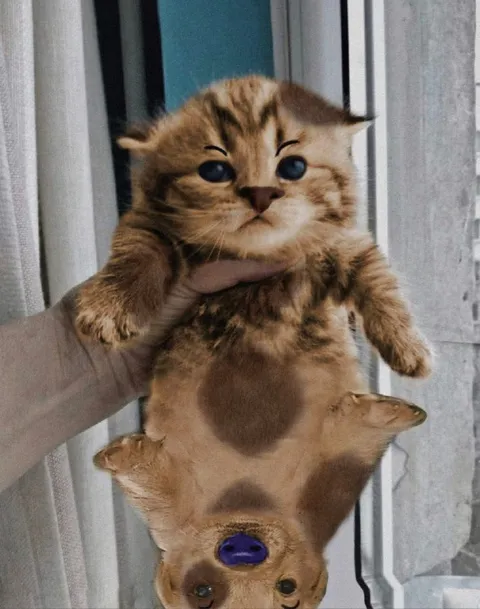 Кот вверх ногами