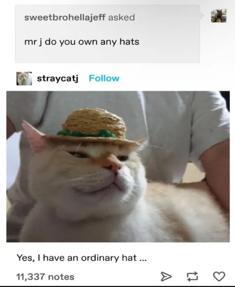 Cat Has an Ordinary Hat