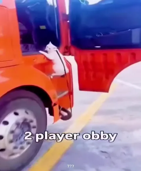 Two-Player Obby Cats