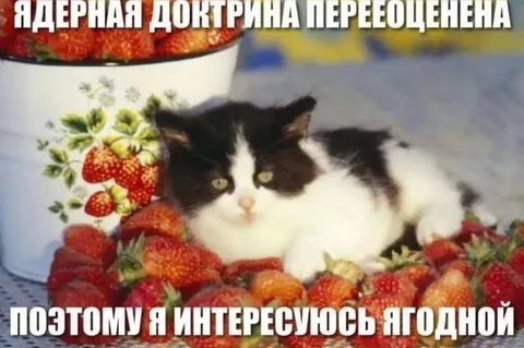 Ягодный интерес кота