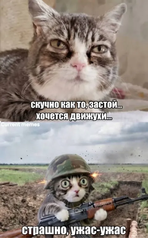 Скучающий кот хочет движухи