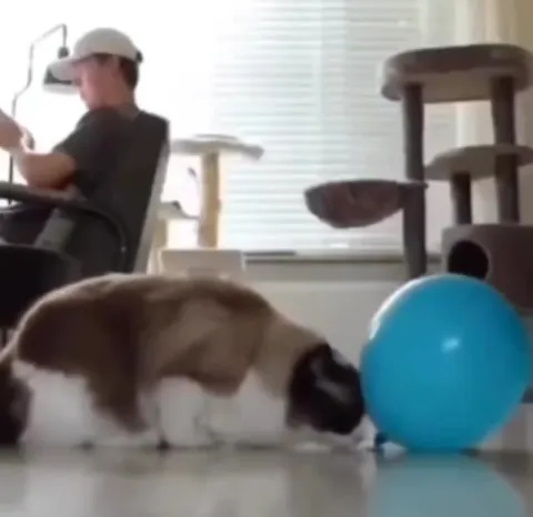 Кот толкает синий шар
