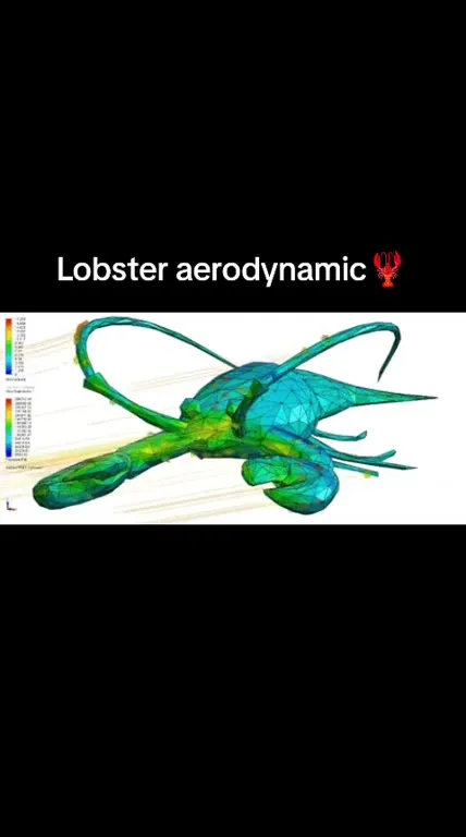 Lobster Aerodynamic Analysis