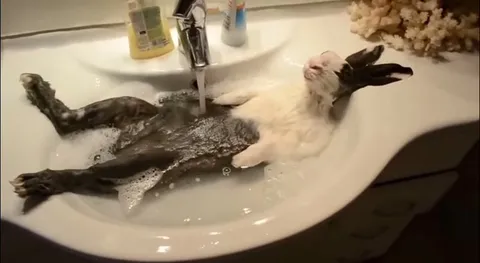 Rabbit Enjoys a Sink Bath