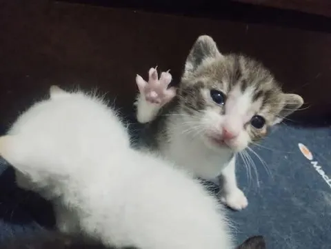 Котёнок тянет лапку