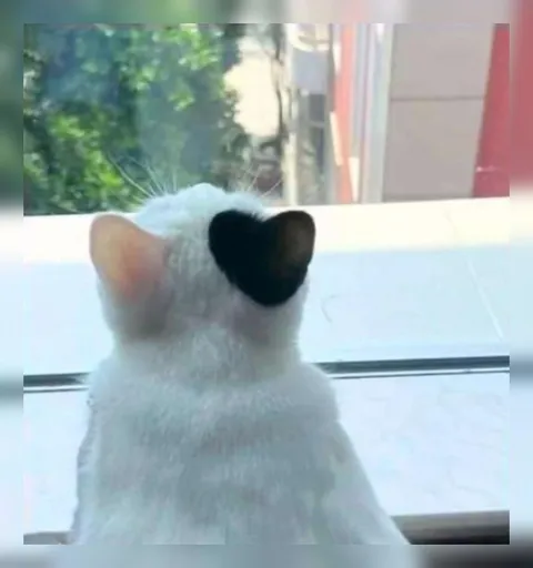 Кот с сердечком на ухе