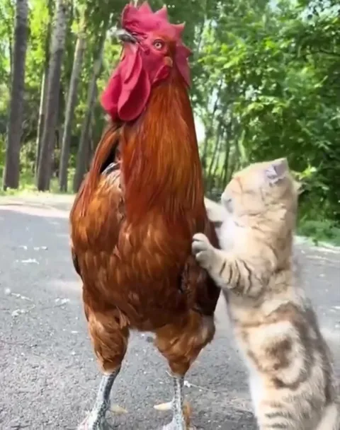 Кот едет на петухе в пятницу