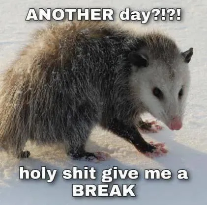 Another Day Opossum