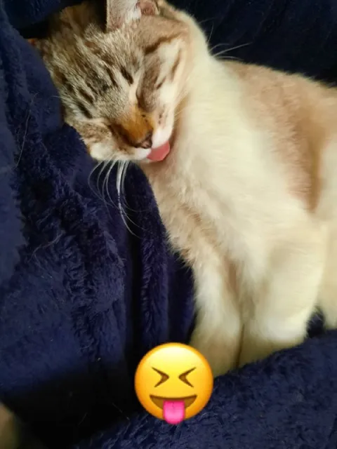 Кот с высунутым языком