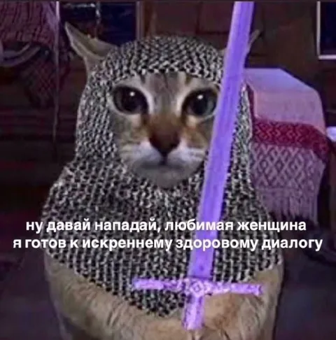 Кот готов к диалогу