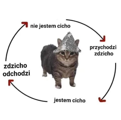 Kot w cyklu Zdzicha