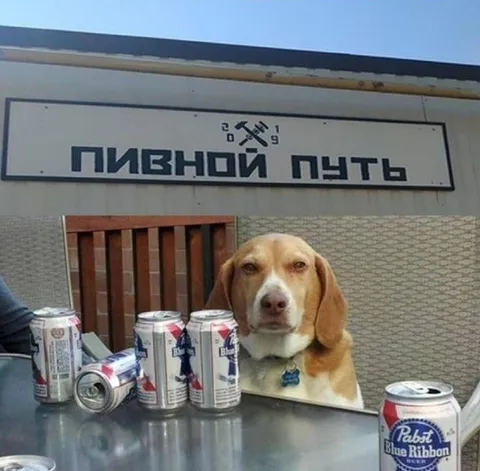 Пивной путь с собакой