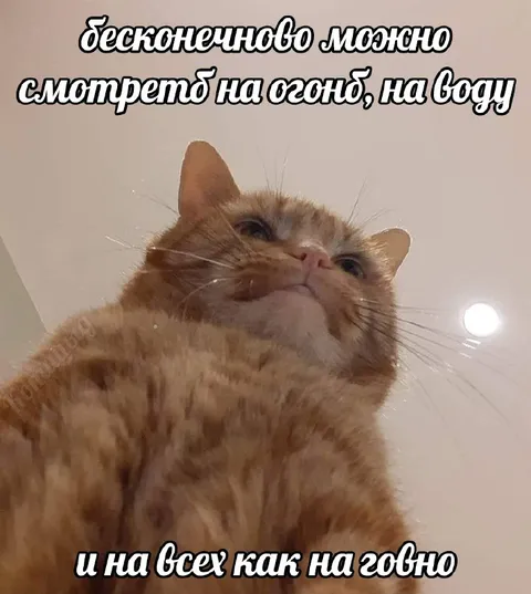 Кот смотрит на всех как на говно