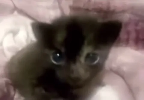 Котёнок в шоке