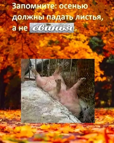 Осенью должны падать листья