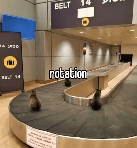 Cats Watching the Baggage Belt