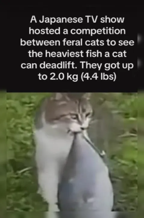 Cat Deadlifts a Giant Fish