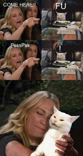 Come Here Cat Reaction