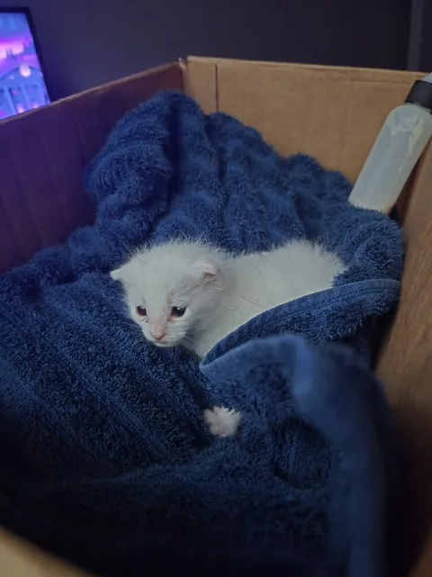 Котёнок уютно спрятался